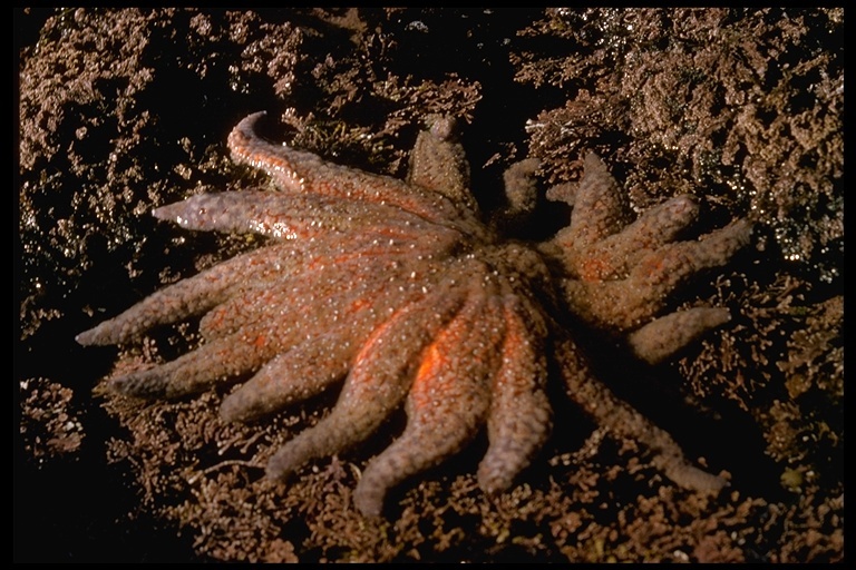 Image of Sunflower star