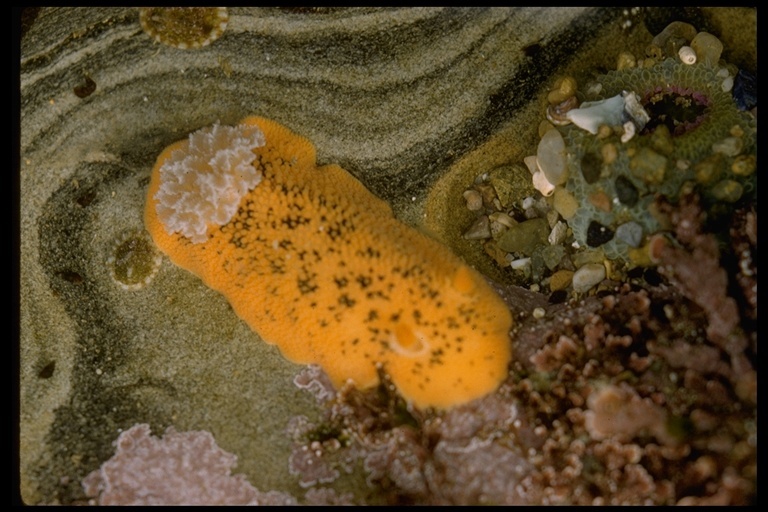 Plancia ëd Peltodoris nobilis (MacFarland 1905)