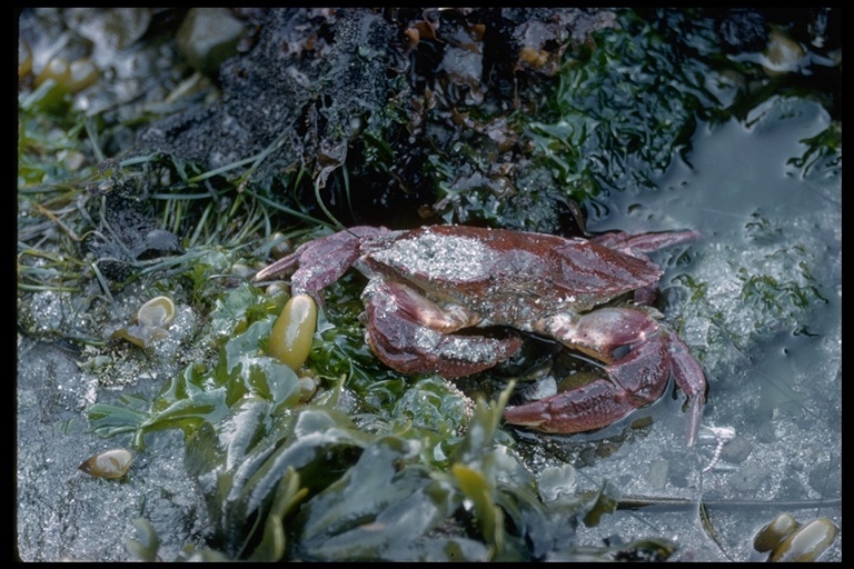 Image of Red Rock Crab