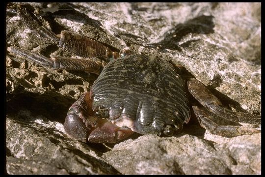 Image of striped shore crab