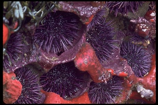 Image of Purple sea urchin