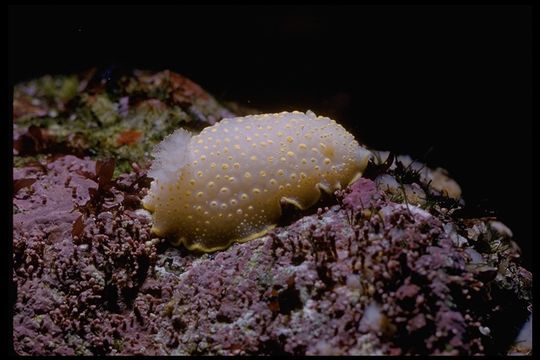 Image of Cadlina luteomarginata MacFarland 1966