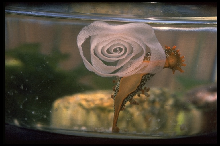 Image of Spotted Dorid