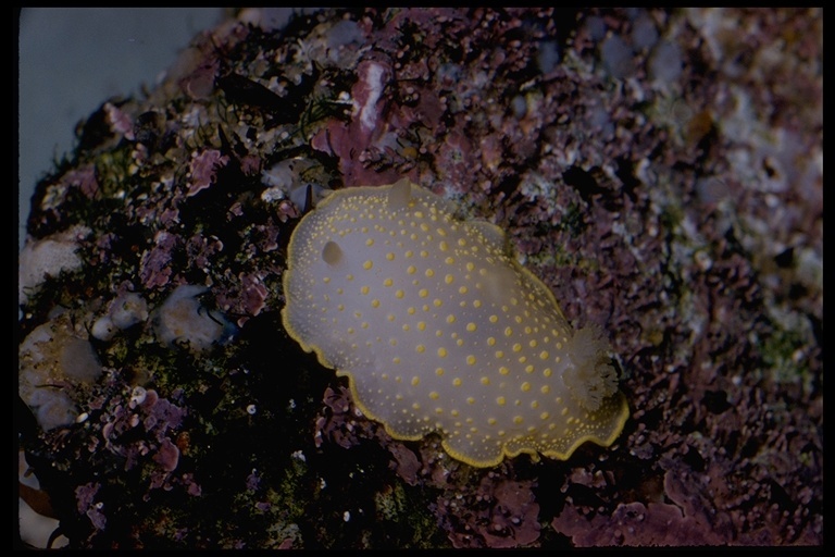 Image of Cadlina luteomarginata MacFarland 1966