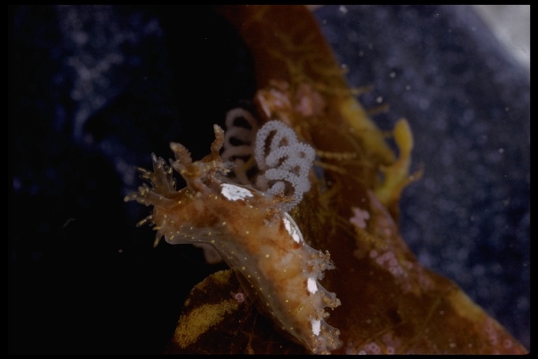 Image of bushy-backed nudibranch