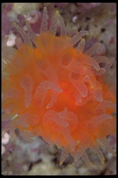 Image of Lowridge cactus coral