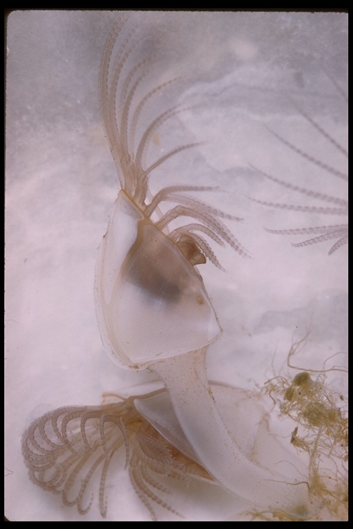 Image of Goosefish Barnacle