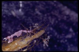 Image of Pink skeleton shrimp