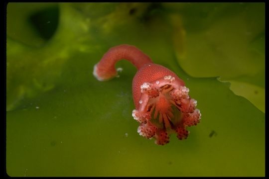 Image of trumpet stalked jellyfish