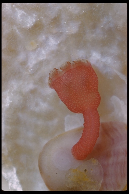 Image of trumpet stalked jellyfish