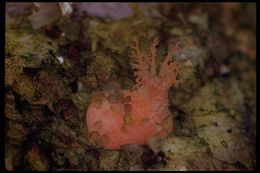 Слика од Lissothuria nutriens (Clark 1901)