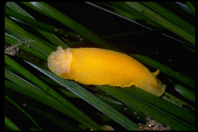 Image of Doriopsilla albopunctata (J. G. Cooper 1863)