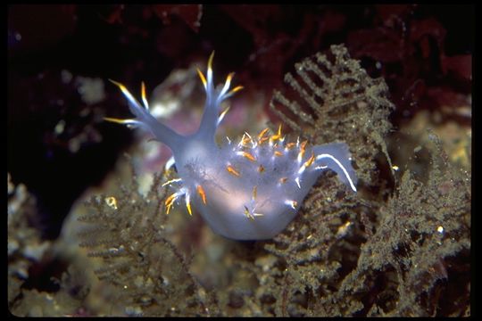 Dendronotus albus MacFarland 1966 resmi