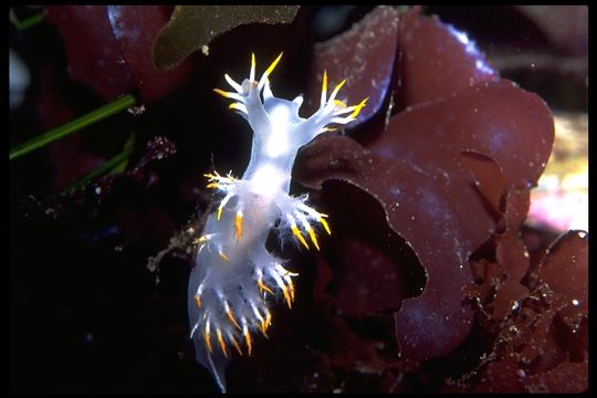 Image de Dendronotus albus MacFarland 1966