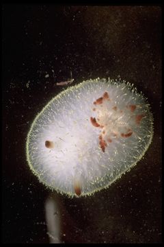 Image of Acanthodoris nanaimoensis O'Donoghue 1921