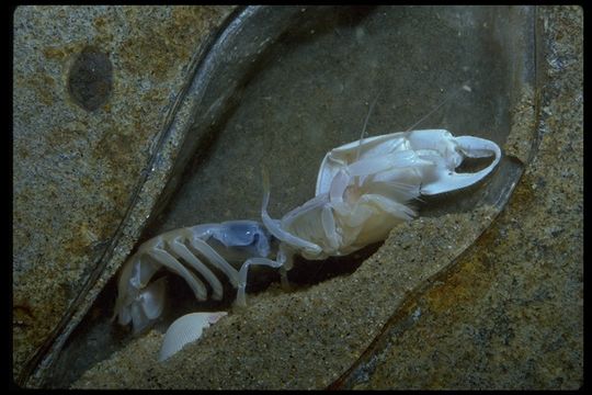 Image of bay ghost shrimp