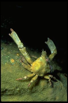 Image of Masking Crab