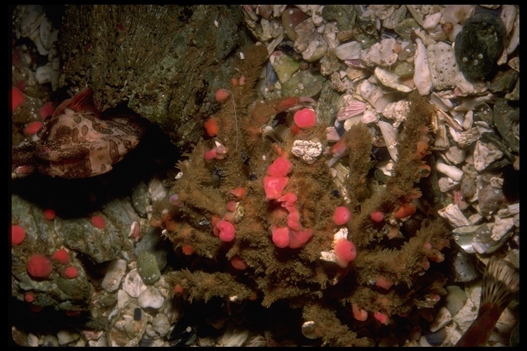 Image of Masking Crab