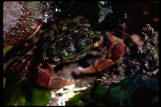 Image of striped shore crab