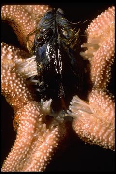 Image of ochre sea star