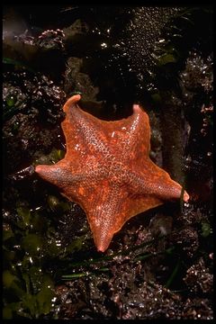 Image of Bat star