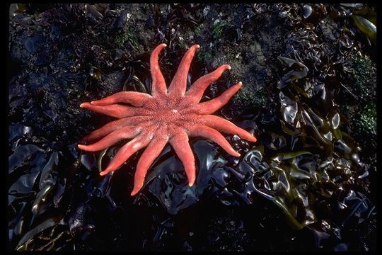 Image of Morning sun star