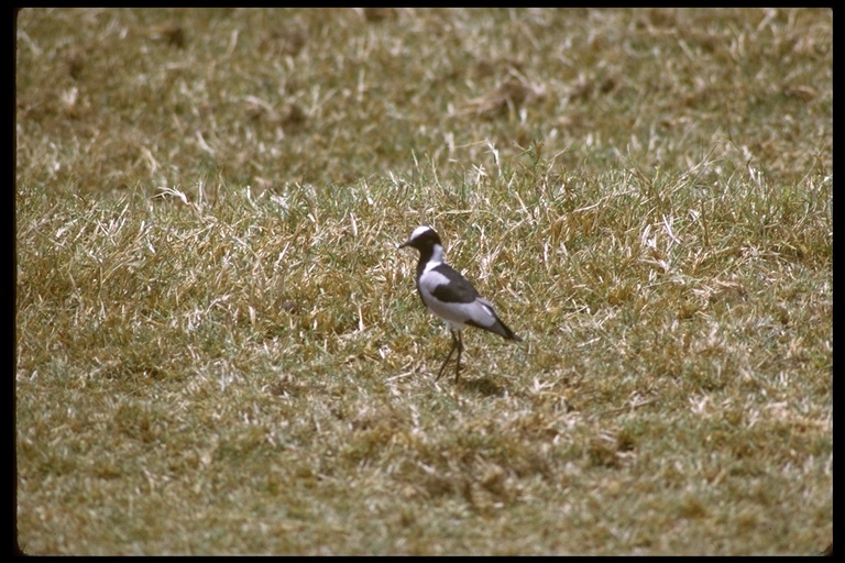 Image of Blacksmith Lapwing