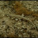 Image of Reticulate Sand Lizard