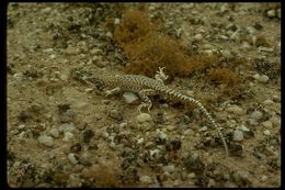 Image of Reticulate Sand Lizard