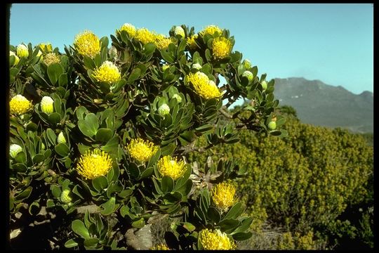 Image of Leucospermum praecox Rourke