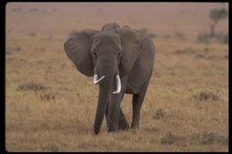 Image of African bush elephant