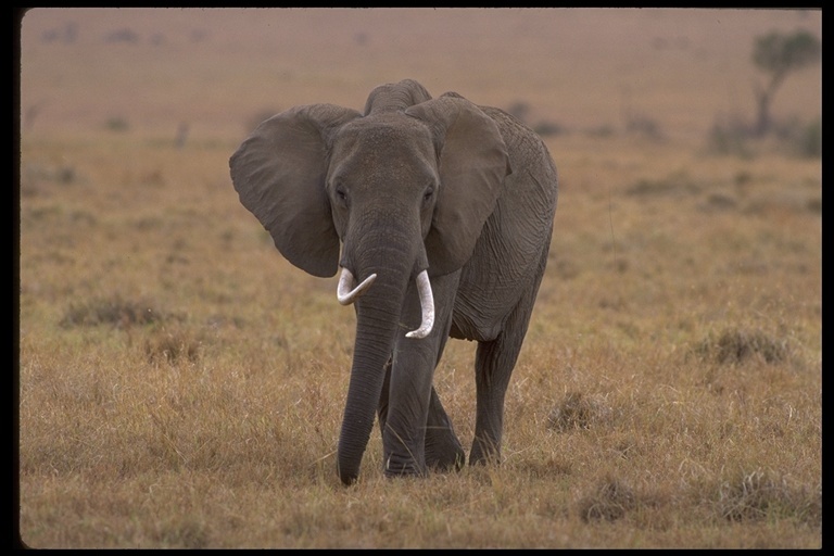 Image of African bush elephant