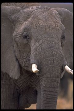 Image of African bush elephant