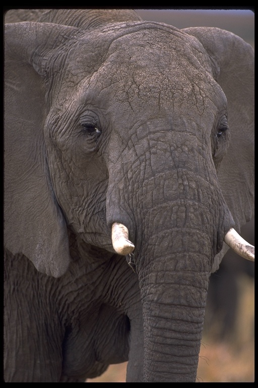 Image of African bush elephant