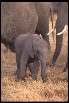 Image of African bush elephant