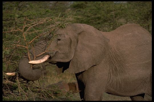 Image of African bush elephant