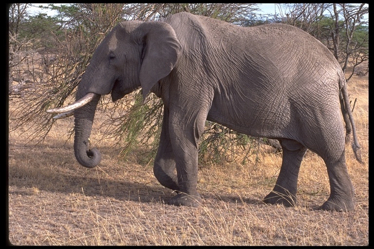 Image of African bush elephant