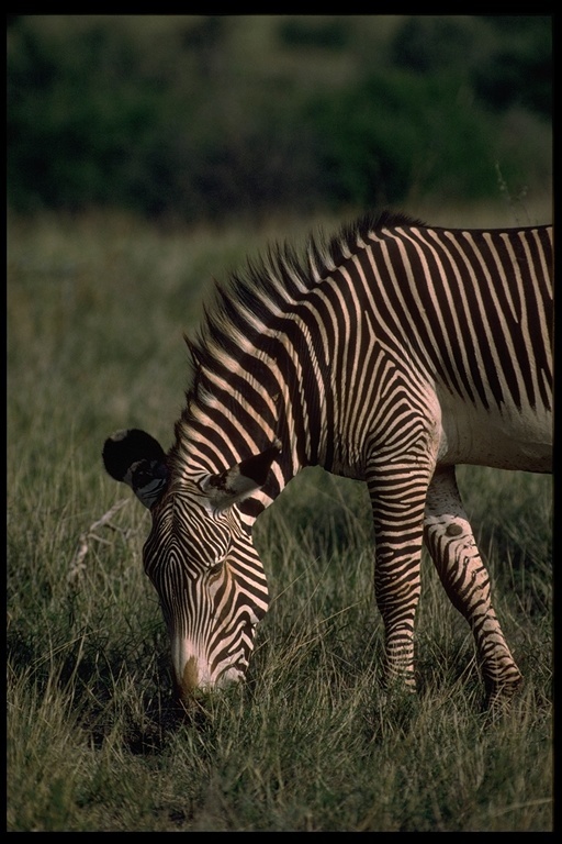 Image of Grevy's Zebra