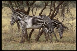 Image of Grevy's Zebra