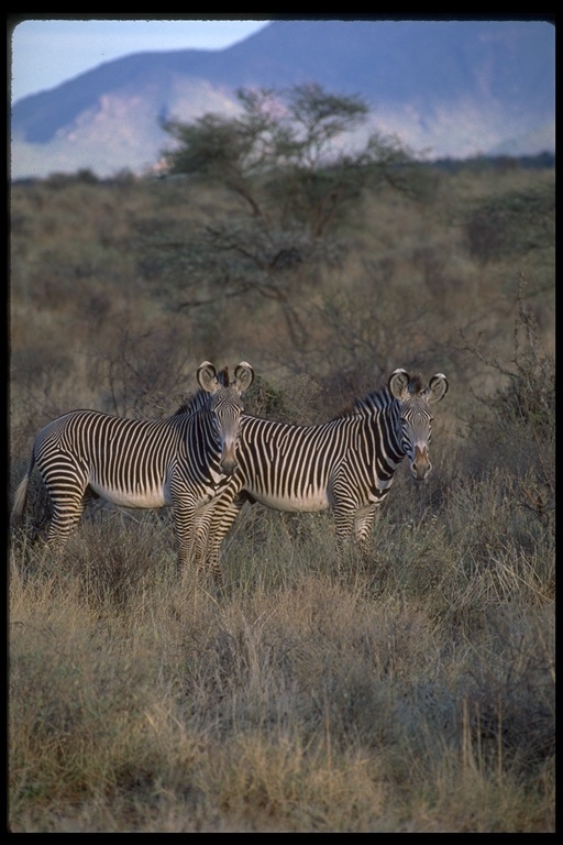 Image of Grevy's Zebra