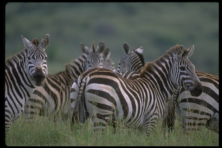 Image of Grant's zebra