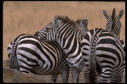 Image of Grant's zebra