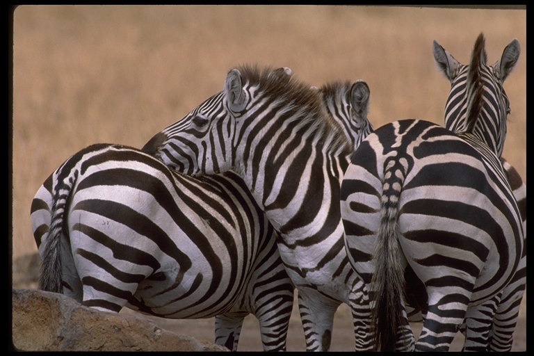 Image of Grant's zebra