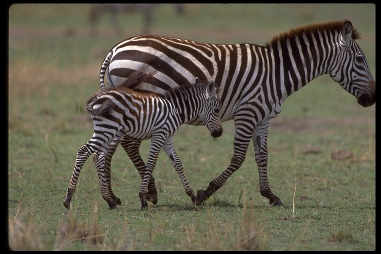 Image of Grant's zebra