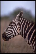 Image of Grant's zebra