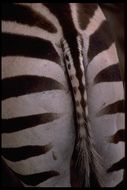 Image of Grant's zebra