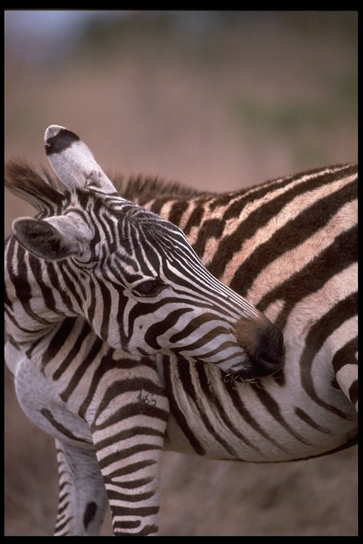 Image of Grant's zebra