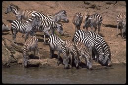 Image of Grant's zebra