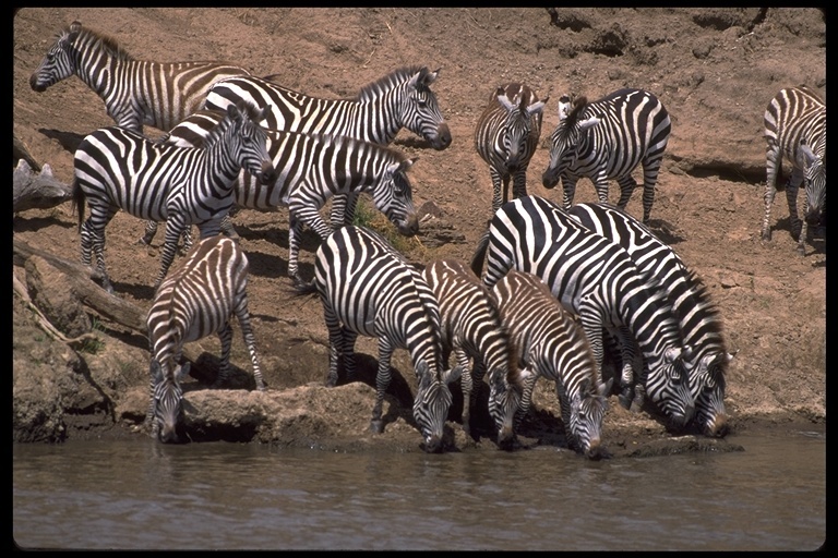 Image of Grant's zebra