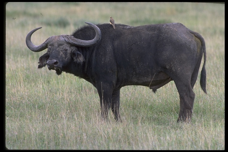 Image of cape buffalo